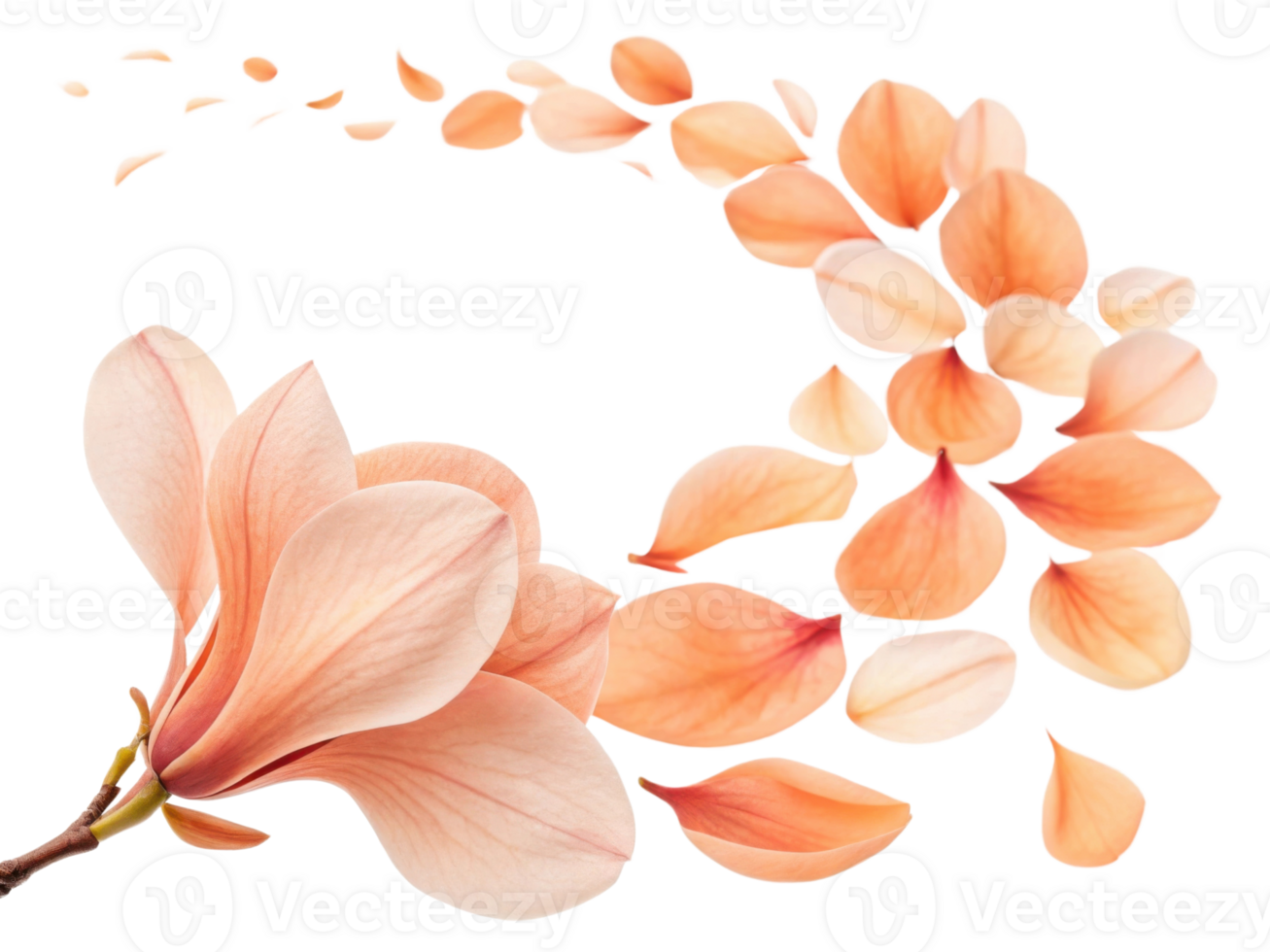 Magnolia flowers bloom gracefully with soft petals that create serene atmosphere, evoking beauty and tranquility png