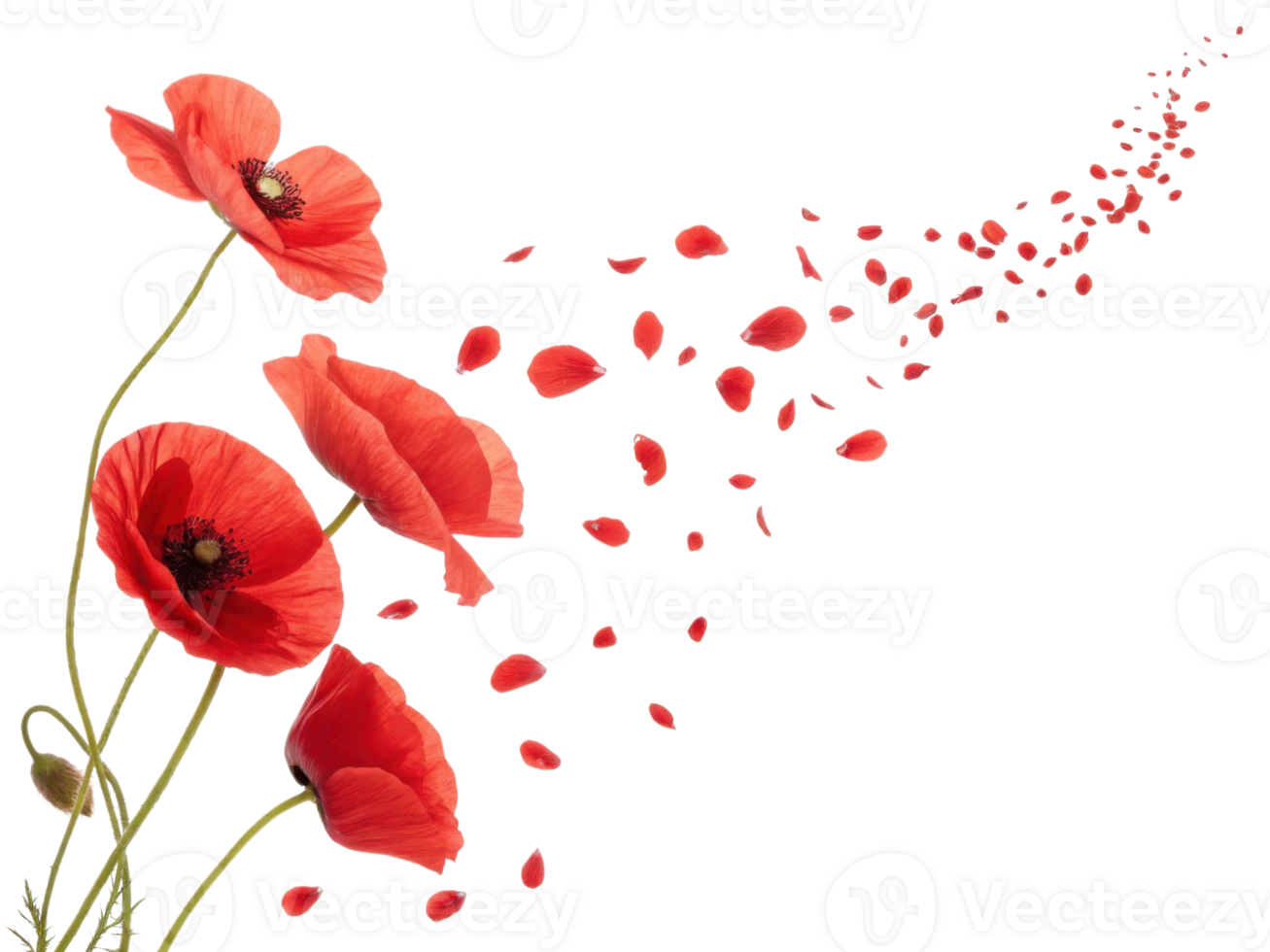 Poppy flowers bloom vibrantly, their petals drifting gracefully in breeze, creating serene and beautiful scene png
