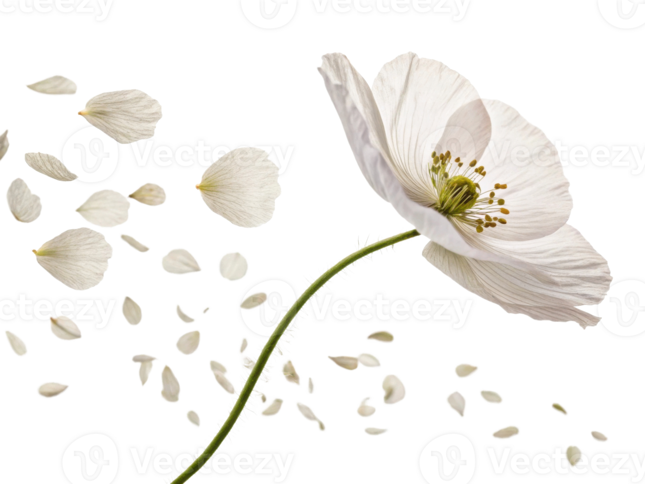 delicate poppy flower gracefully releases its soft petals, creating serene and beautiful scene that captures essence of nature elegance png