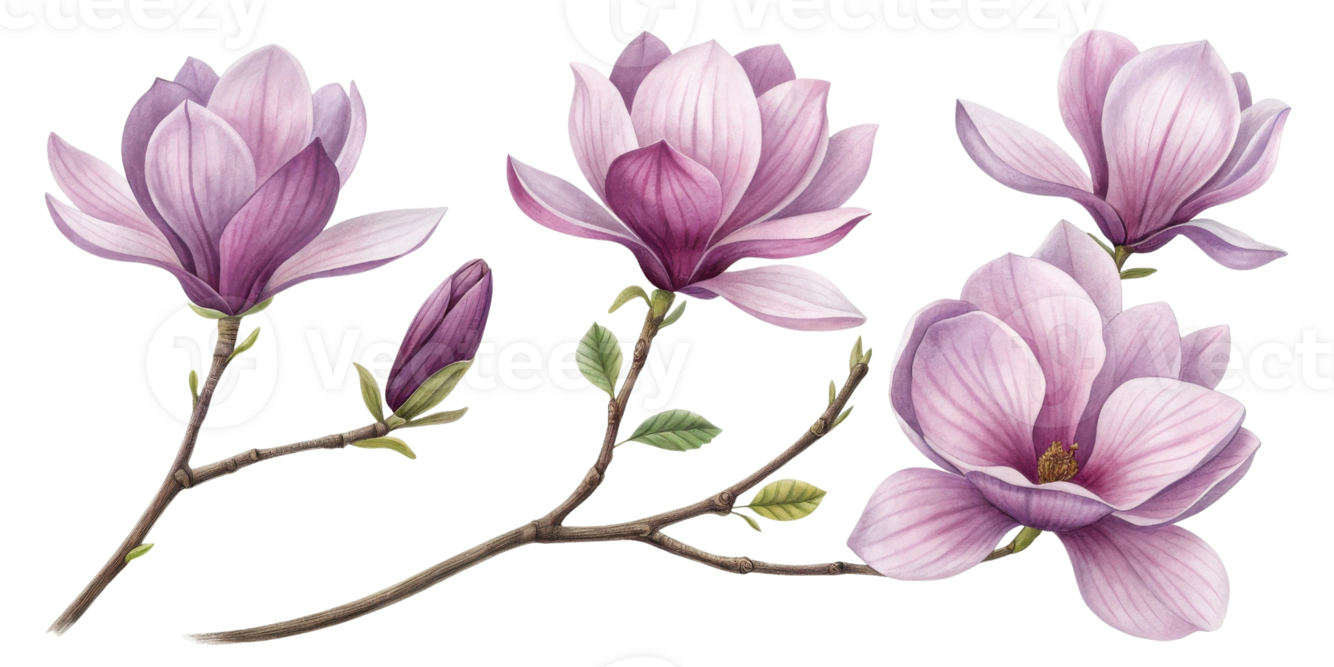 Magnolia flowers bloom gracefully with soft petals showcasing shades of purple and white, creating serene and elegant atmosphere png