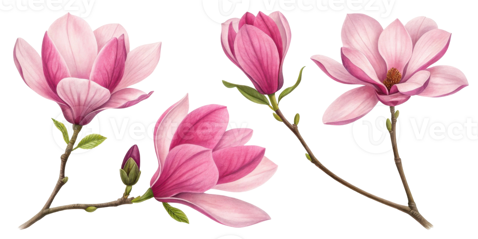 Magnolia flowers bloom in stunning shades of pink showcasing their delicate beauty and elegance in nature vibrant palette png