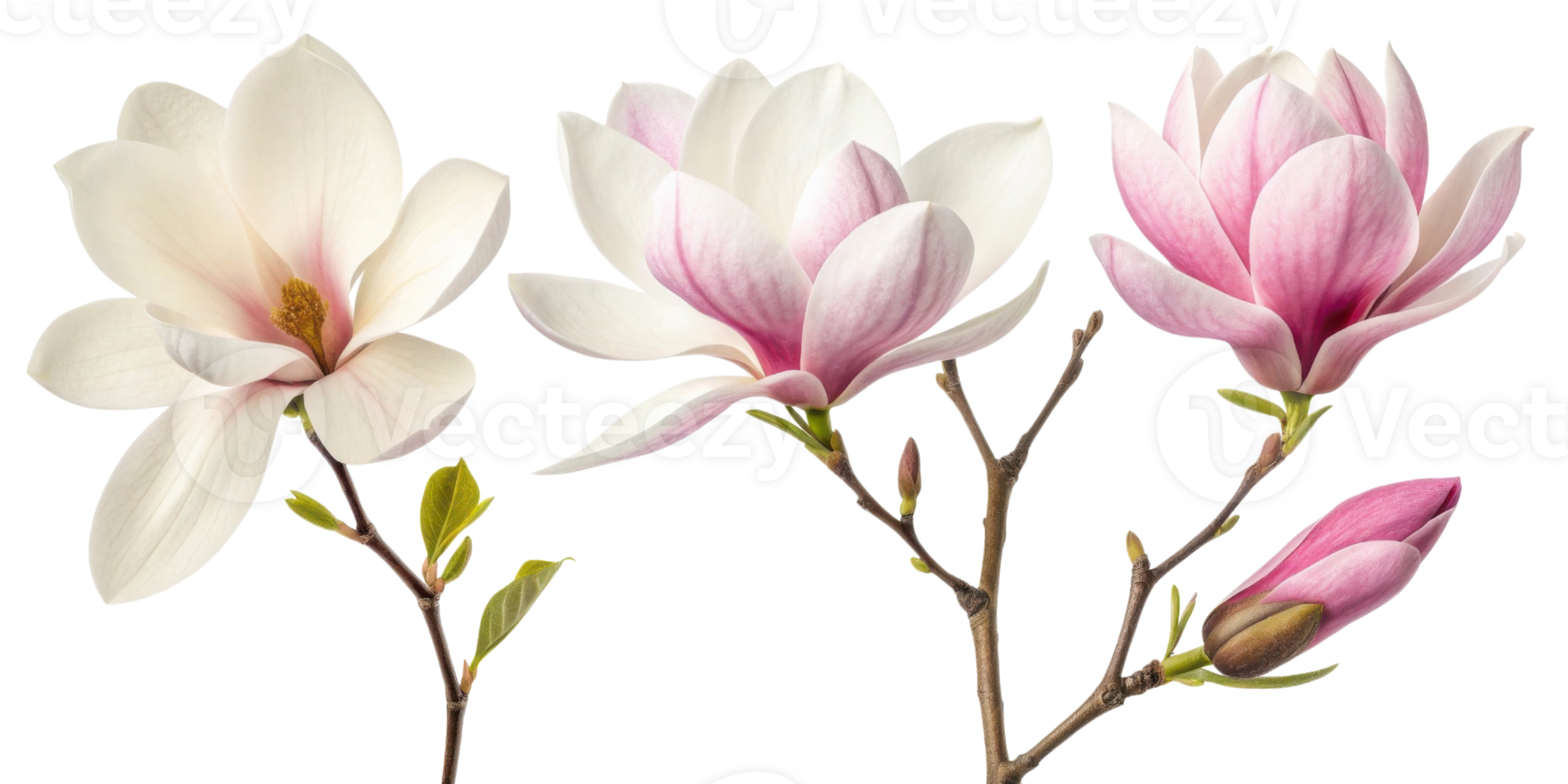Magnolia flowers bloom beautifully with delicate petals showcasing shades of white and pink, creating serene and elegant atmosphere png