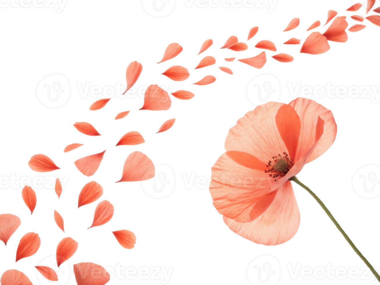 delicate poppy flower with soft pink petals gracefully releases its petals, creating beautiful and serene scene of nature elegance png