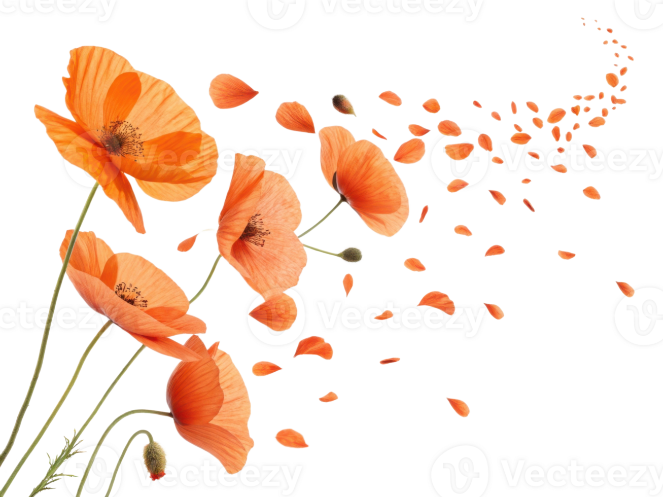 Beautiful poppy flowers gracefully sway, their vibrant petals dancing in breeze, creating serene and enchanting atmosphere png