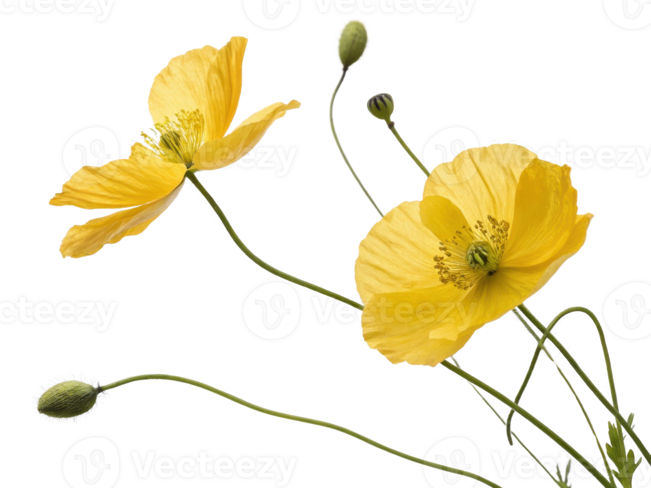 Bright yellow poppy flowers bloom gracefully, showcasing their delicate petals and intricate details, evoking sense of beauty and tranquility png