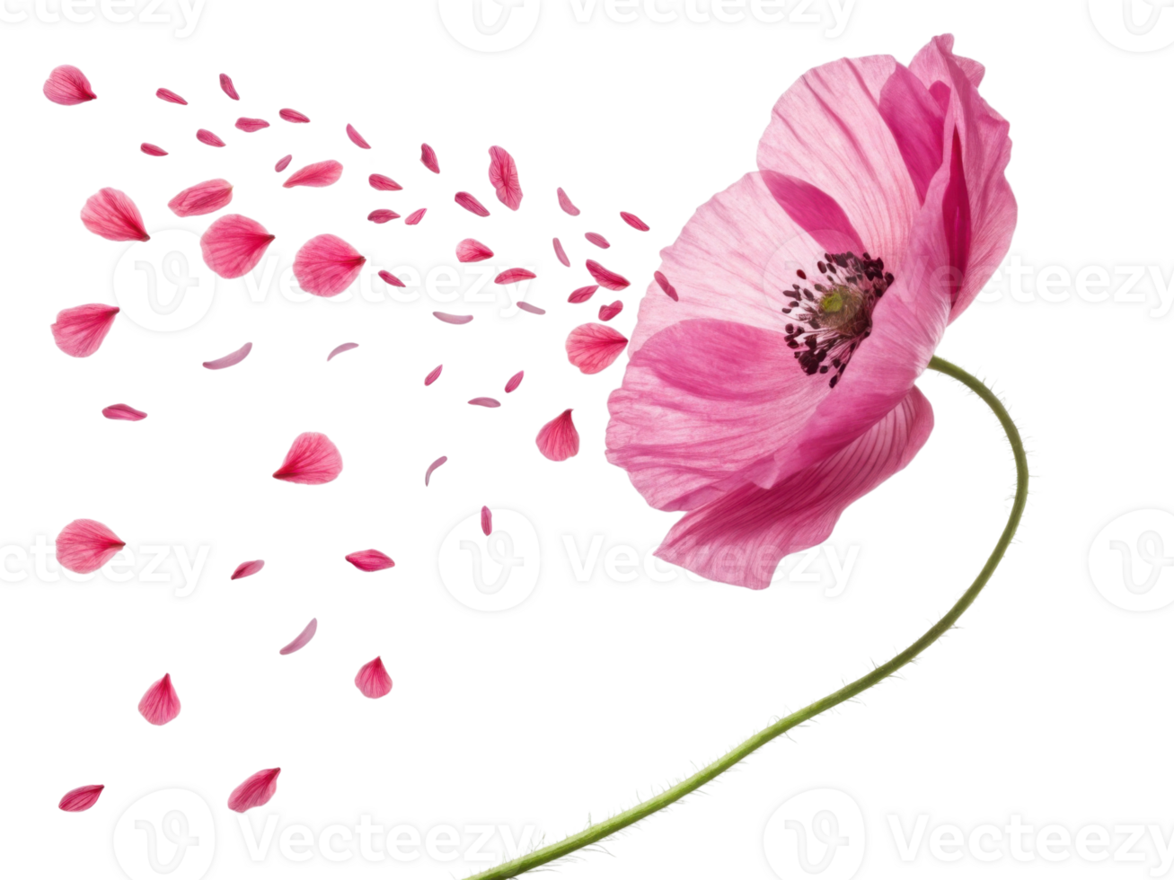 beautiful pink poppy flower gracefully releases its delicate petals, creating serene and enchanting scene of nature elegance png