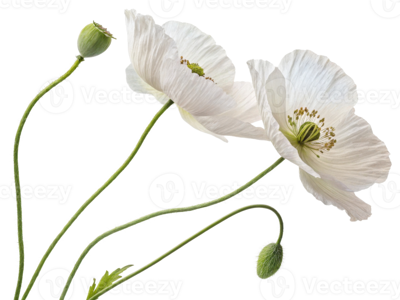Delicate poppy flowers bloom gracefully, showcasing their soft petals and vibrant beauty in nature embrace png