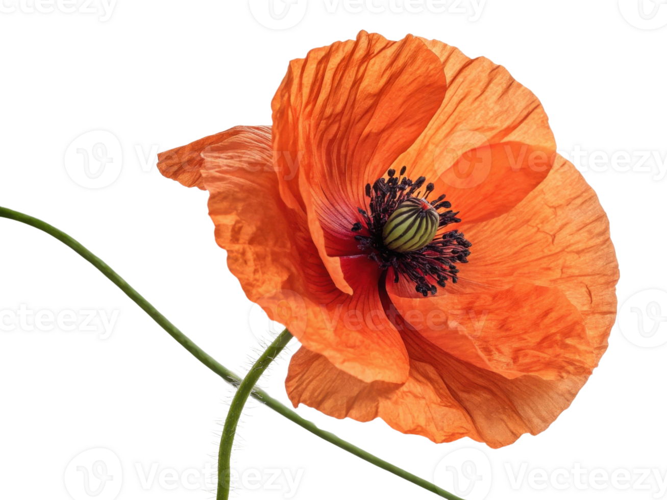 vibrant poppy flower showcases its delicate petals and striking colors, symbolizing beauty and nature artistry png