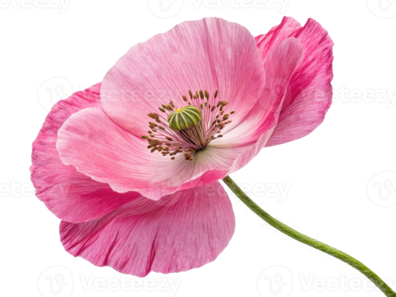beautiful pink poppy flower showcases delicate petals and intricate details, symbolizing nature elegance and charm png