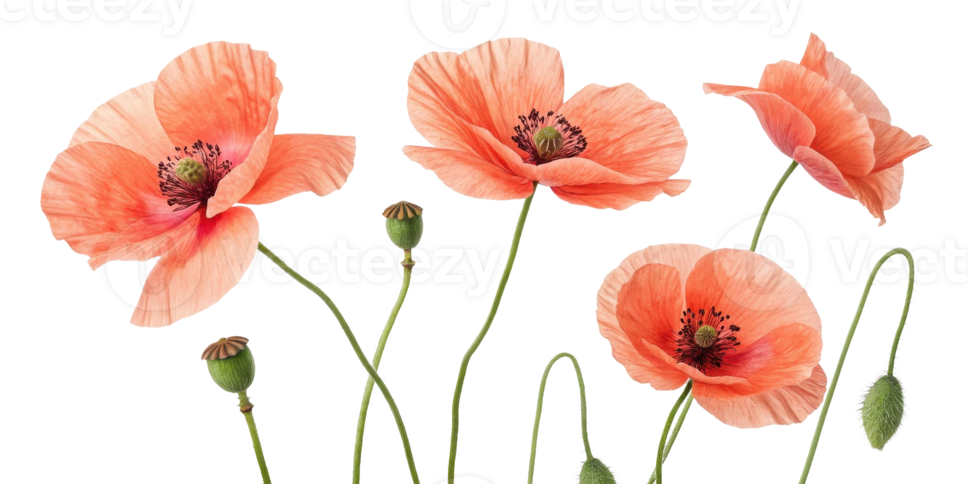 Beautiful poppy flowers bloom gracefully, showcasing their delicate petals and vibrant colors in stunning display of nature artistry png