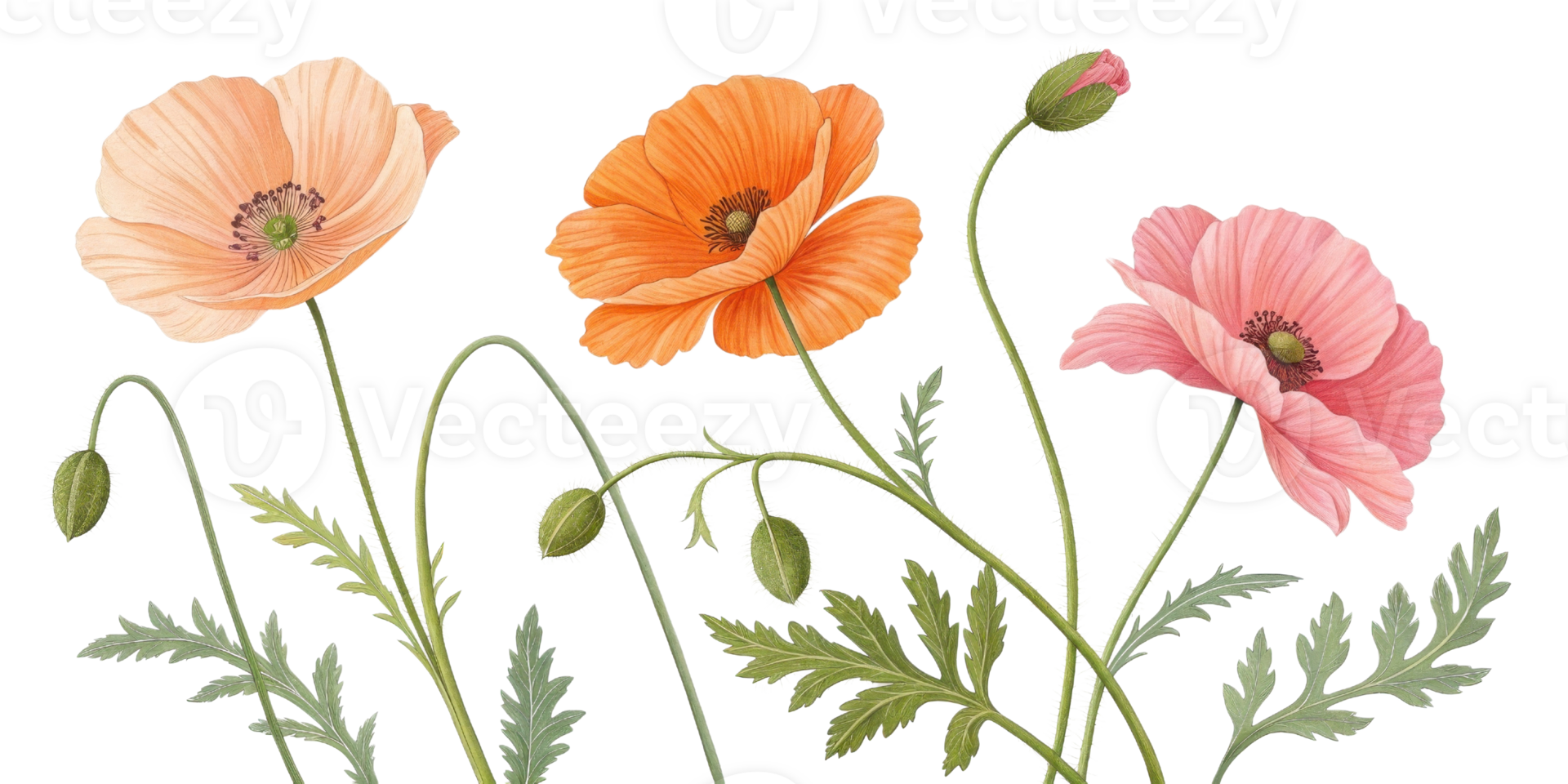 Beautiful poppy flowers bloom in vibrant colors showcasing their delicate petals and lush green leaves png