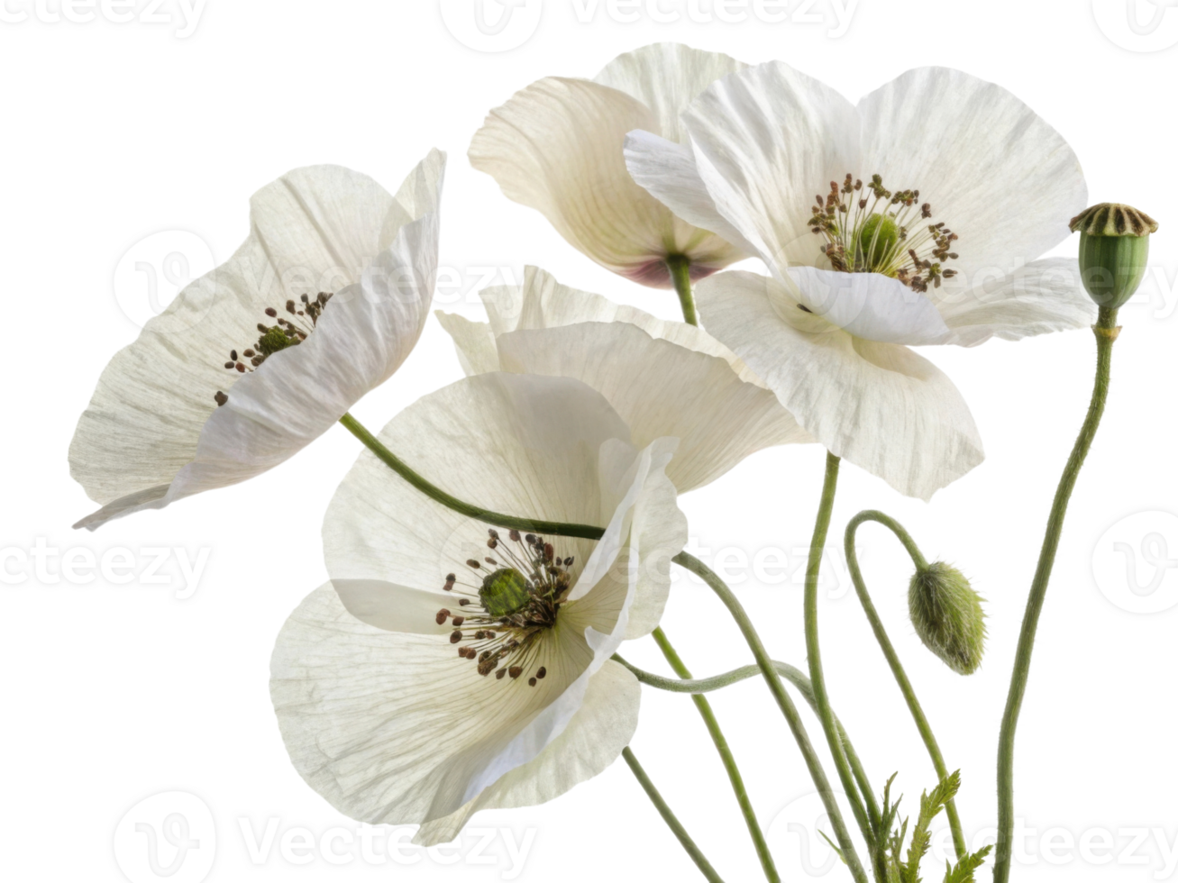 Delicate poppy flowers bloom gracefully, showcasing their soft petals and intricate details, creating serene and beautiful display png