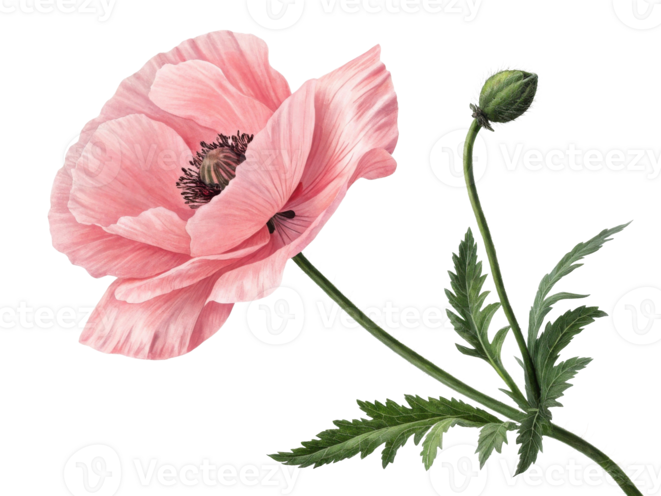 delicate pink poppy flower blooms gracefully, showcasing its soft petals and intricate details, while budding flower stands nearby png
