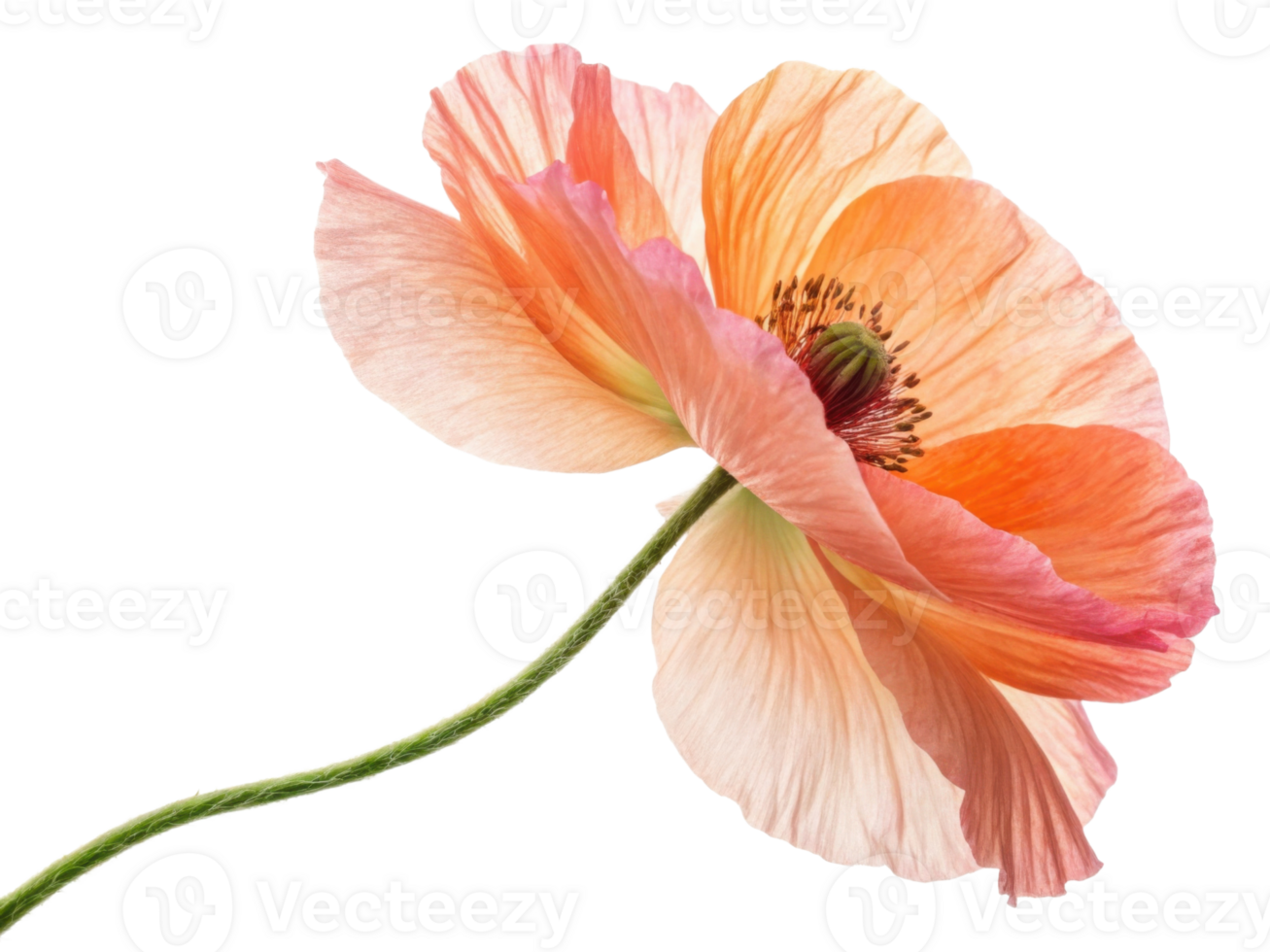 delicate poppy flower blooms in soft shades of peach and pink, showcasing its elegant petals and intricate details png