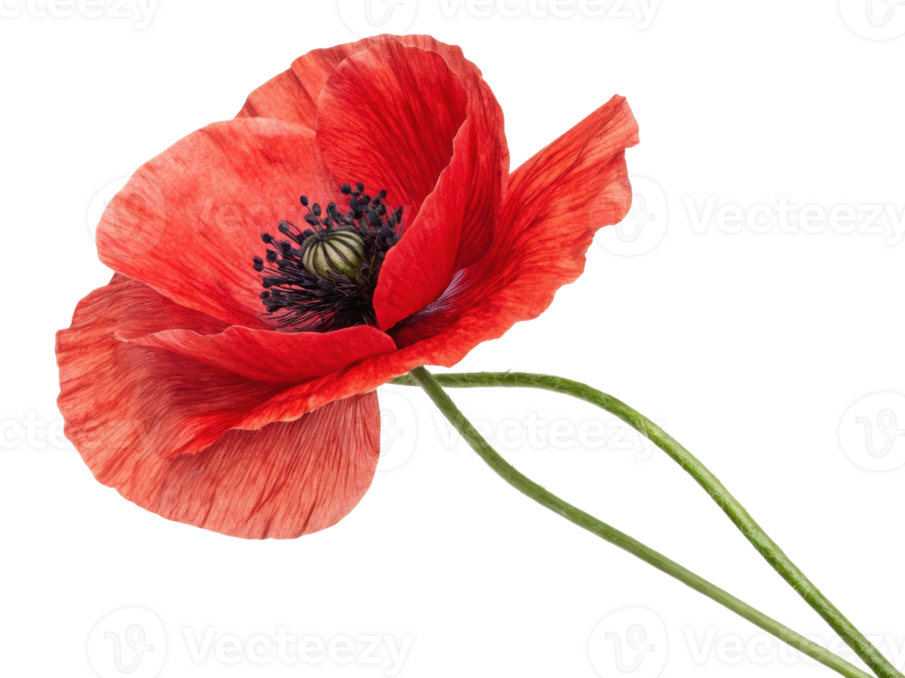 vibrant poppy flower stands out with its striking red petals and delicate structure, symbolizing beauty and nature elegance png