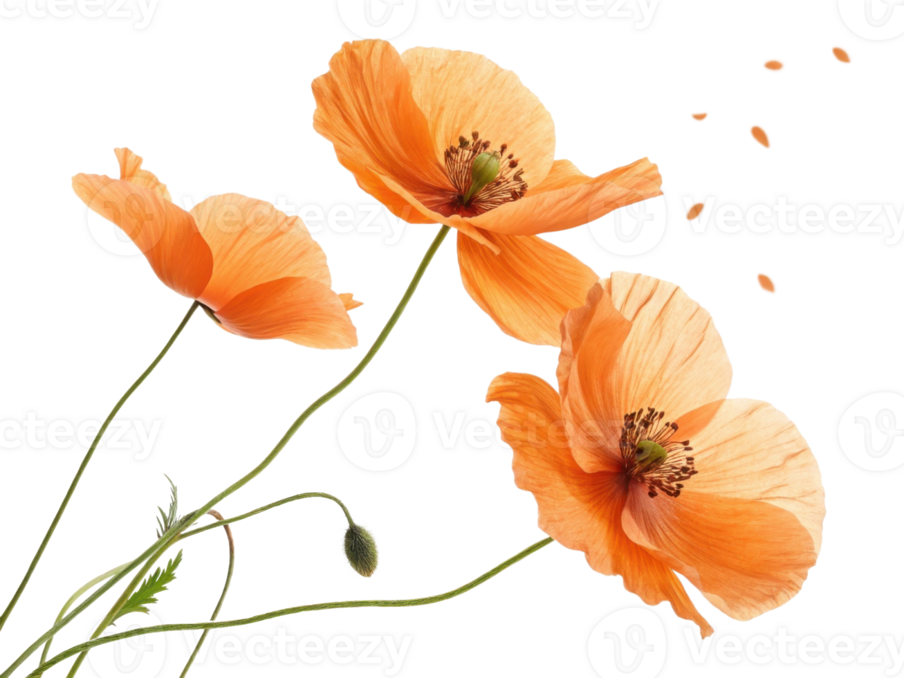Beautiful poppy flowers sway gently in breeze, showcasing their delicate petals and vibrant orange hues, creating serene atmosphere png