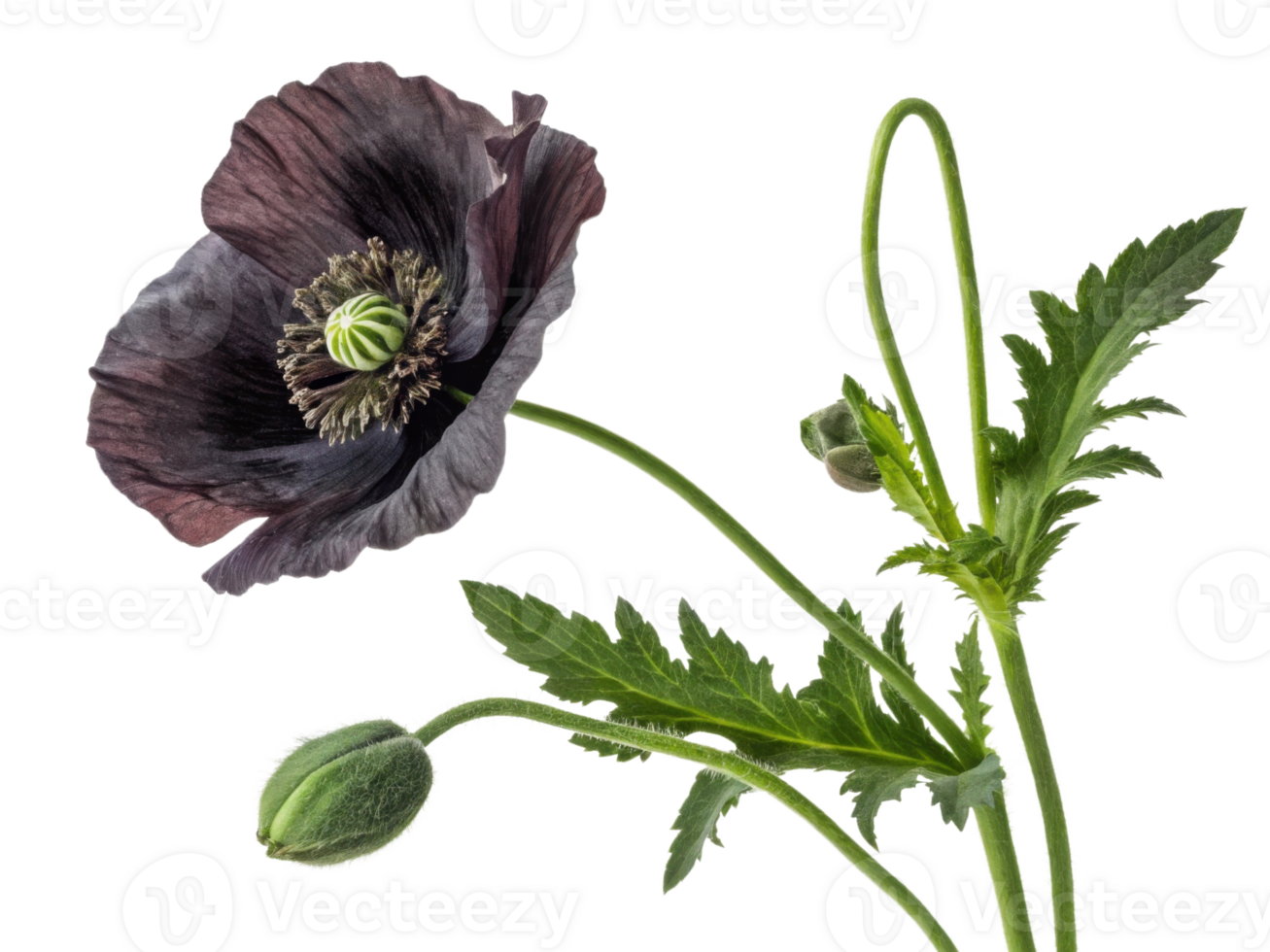 stunning poppy flower showcases its deep colors and intricate details, symbolizing beauty and nature artistry png