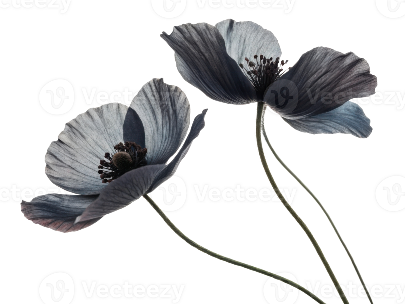 Beautiful poppy flowers bloom gracefully, showcasing their delicate petals and intricate details in serene composition png