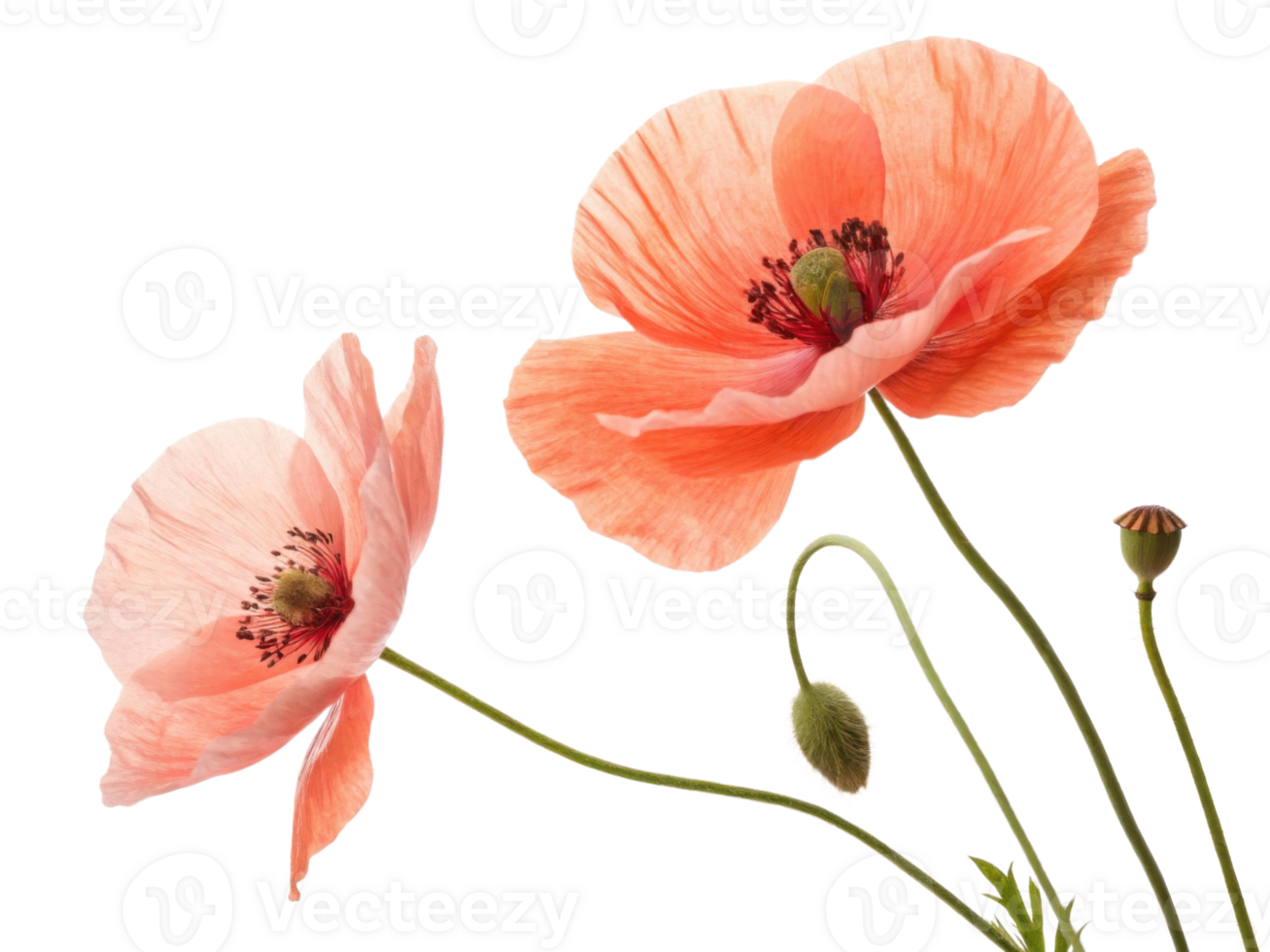 Beautiful poppy flowers bloom gracefully, showcasing their delicate petals and vibrant colors in serene display of nature artistry png