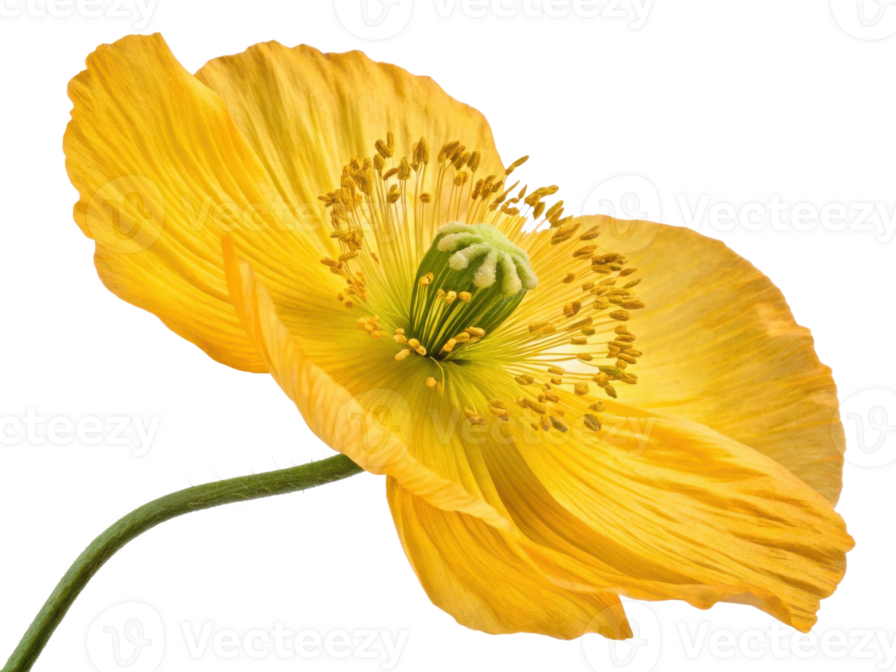 vibrant poppy flower in bright yellow showcases delicate petals and intricate stamens, embodying nature beauty and elegance png