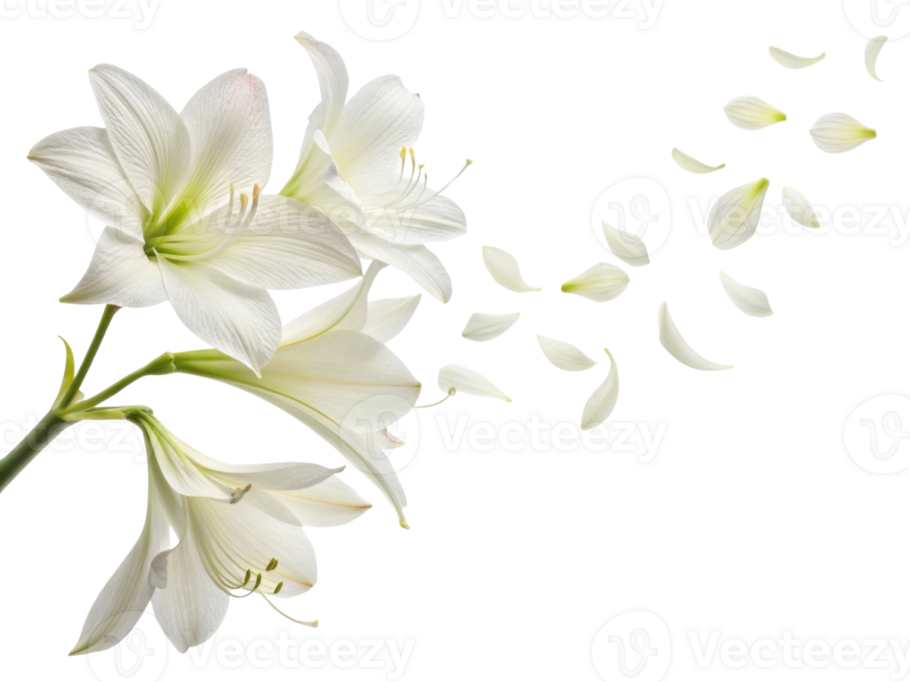 Beautiful amaryllis flowers in white bloom gracefully, with delicate petals drifting away, creating serene and elegant atmosphere png