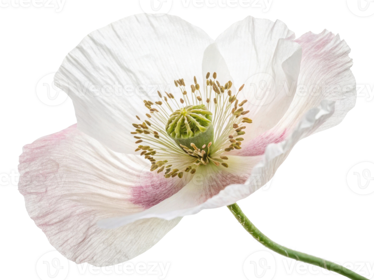 delicate poppy flower showcases its soft petals and intricate center, embodying beauty of nature artistry png