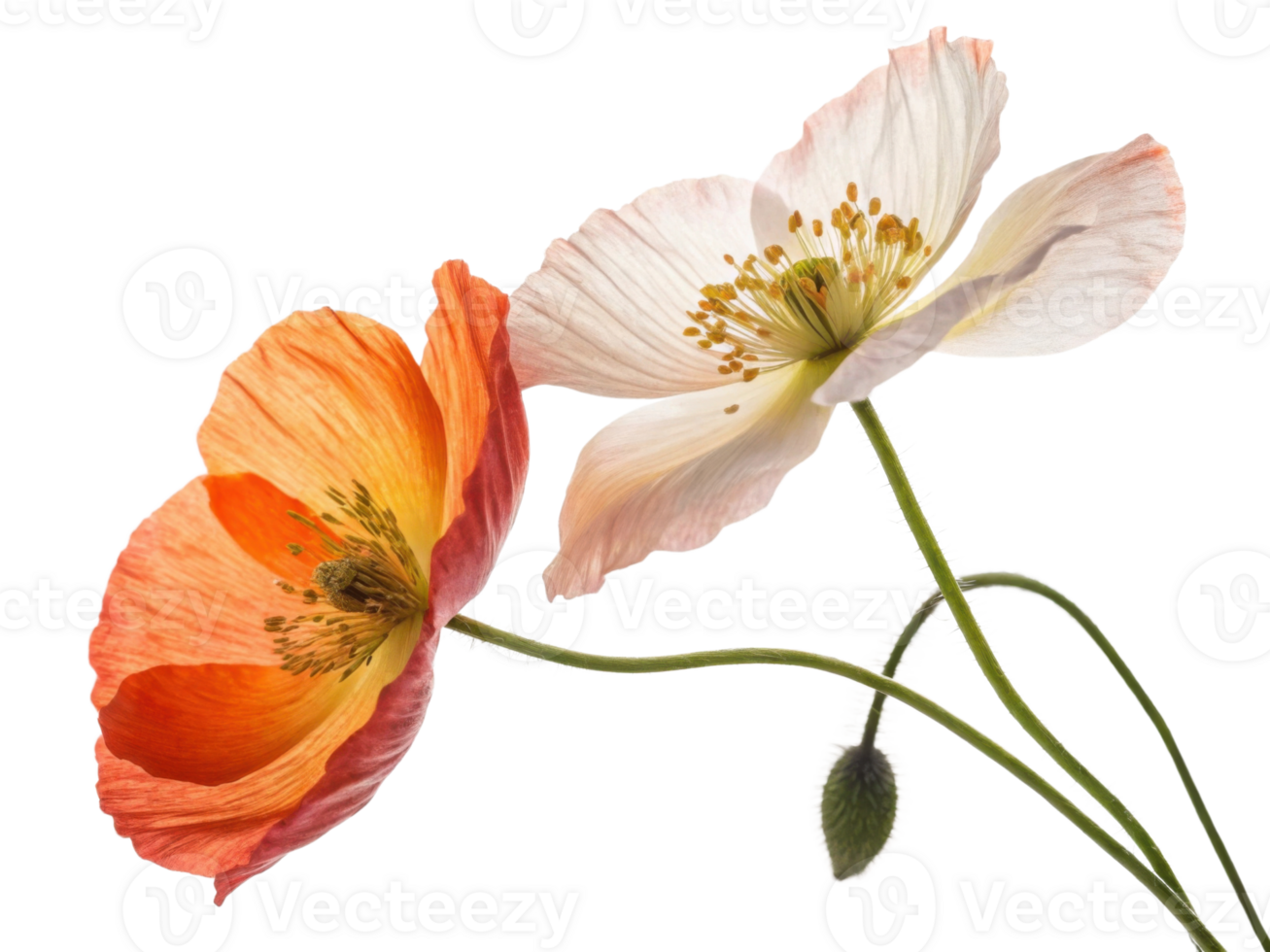 Poppy flowers bloom beautifully in vibrant colors showcasing nature artistry and elegance. Their delicate petals captivate eye and uplift spirit png