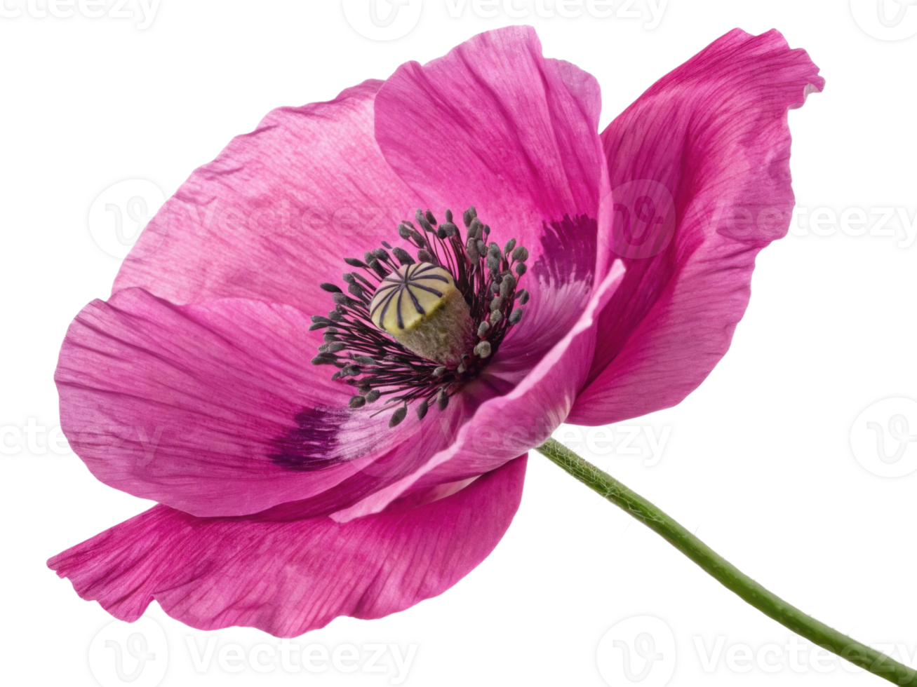 vibrant poppy flower showcases its delicate petals and intricate center, embodying beauty of nature artistry png