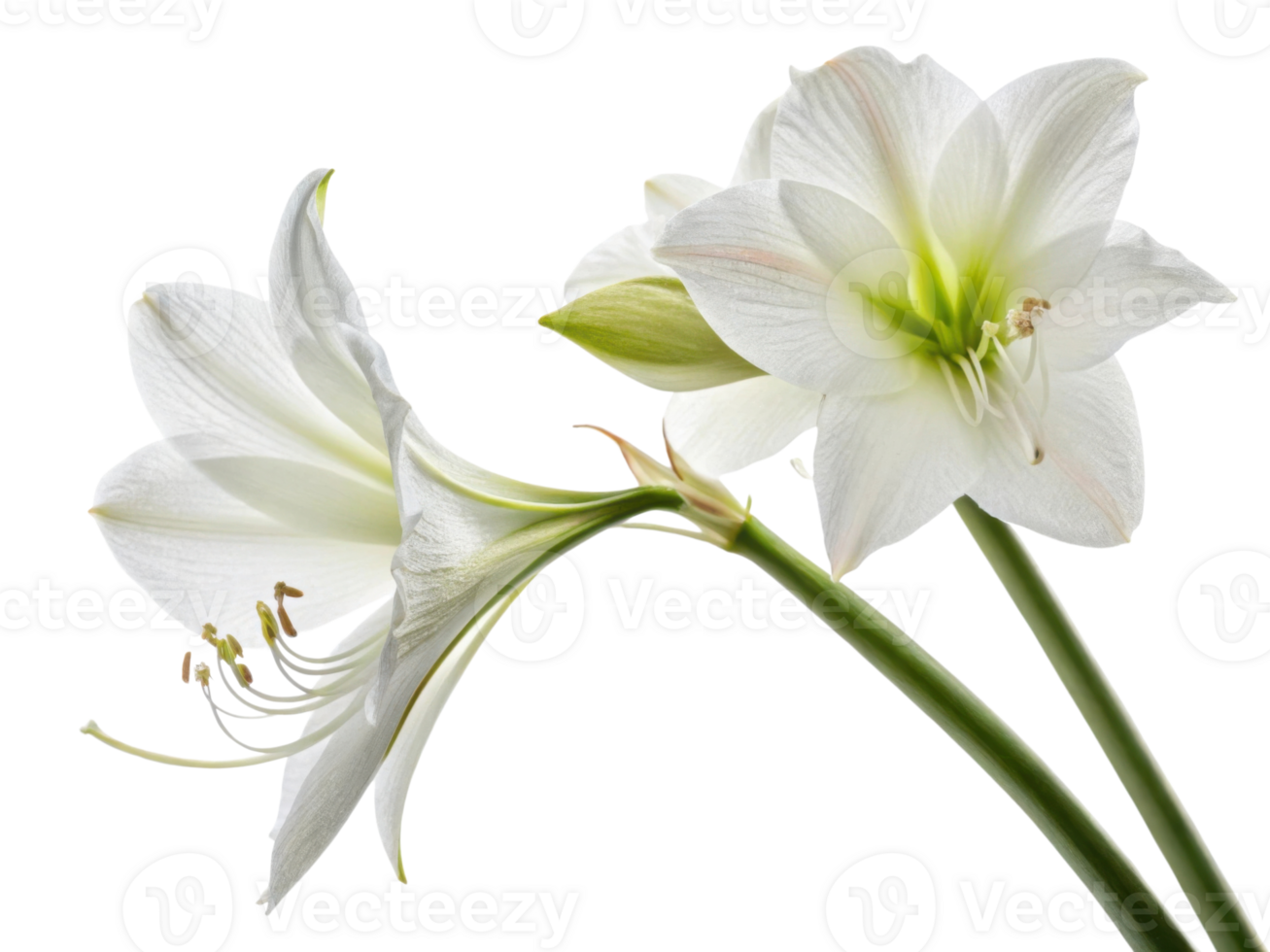 Amaryllis flowers bloom gracefully showcasing their elegant petals and vibrant colors, perfect for adding beauty to any setting png