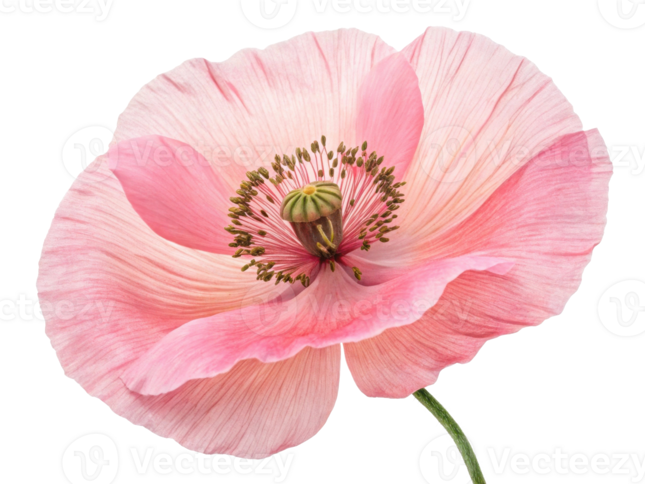 delicate poppy flower blooms with soft pink petals and intricate details, showcasing nature beauty and elegance png