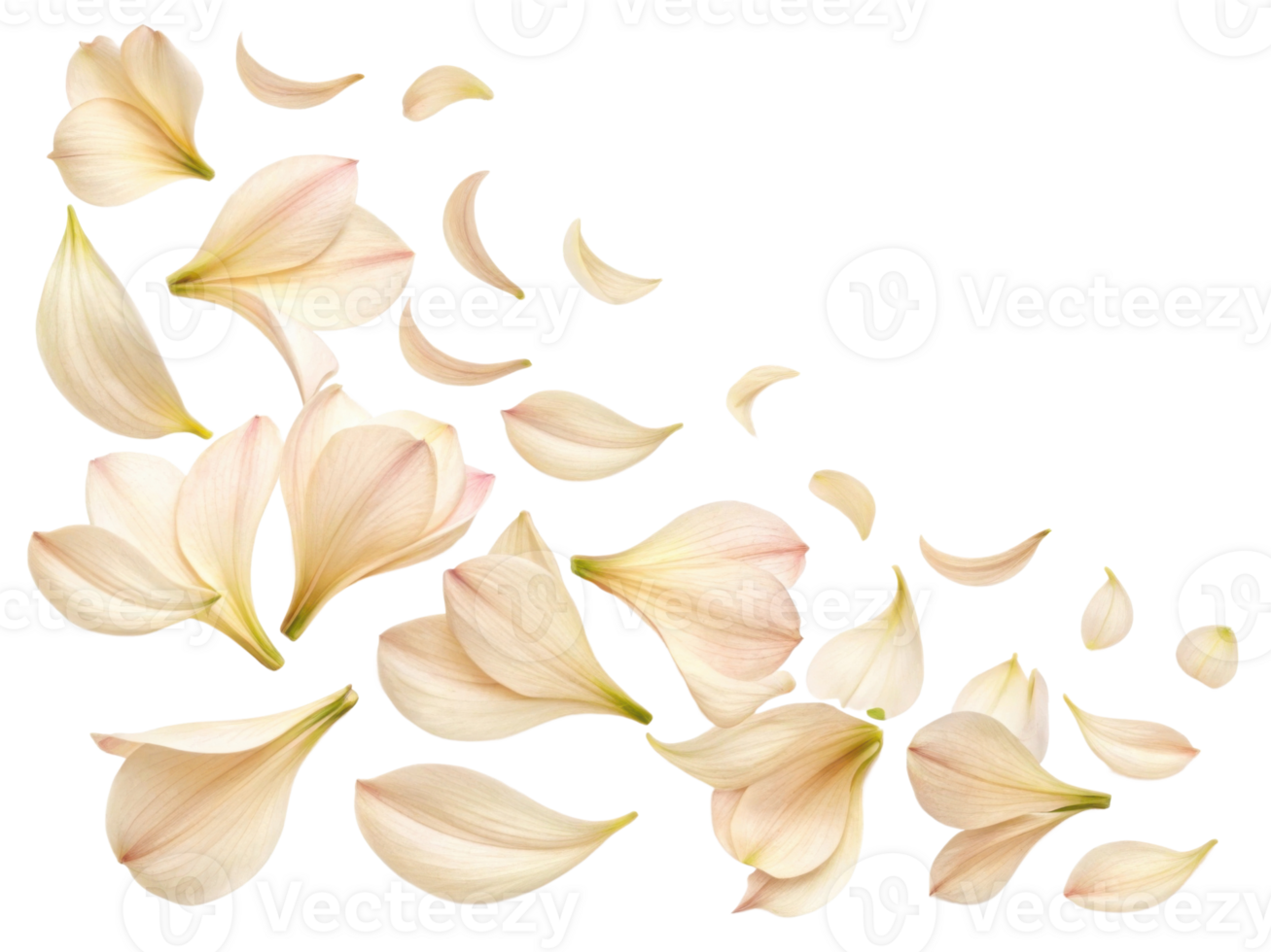 Beautiful amaryllis flower petals gracefully scattered, creating serene and delicate atmosphere that captivates senses png