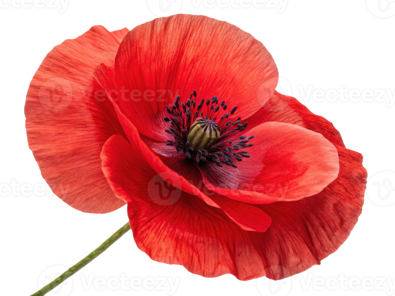 vibrant poppy flower showcases its stunning red petals and intricate details, symbolizing beauty and nature artistry png