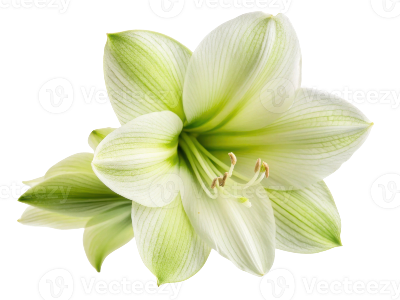 beautiful amaryllis flower showcases delicate white petals with green accents, symbolizing elegance and grace in any setting png