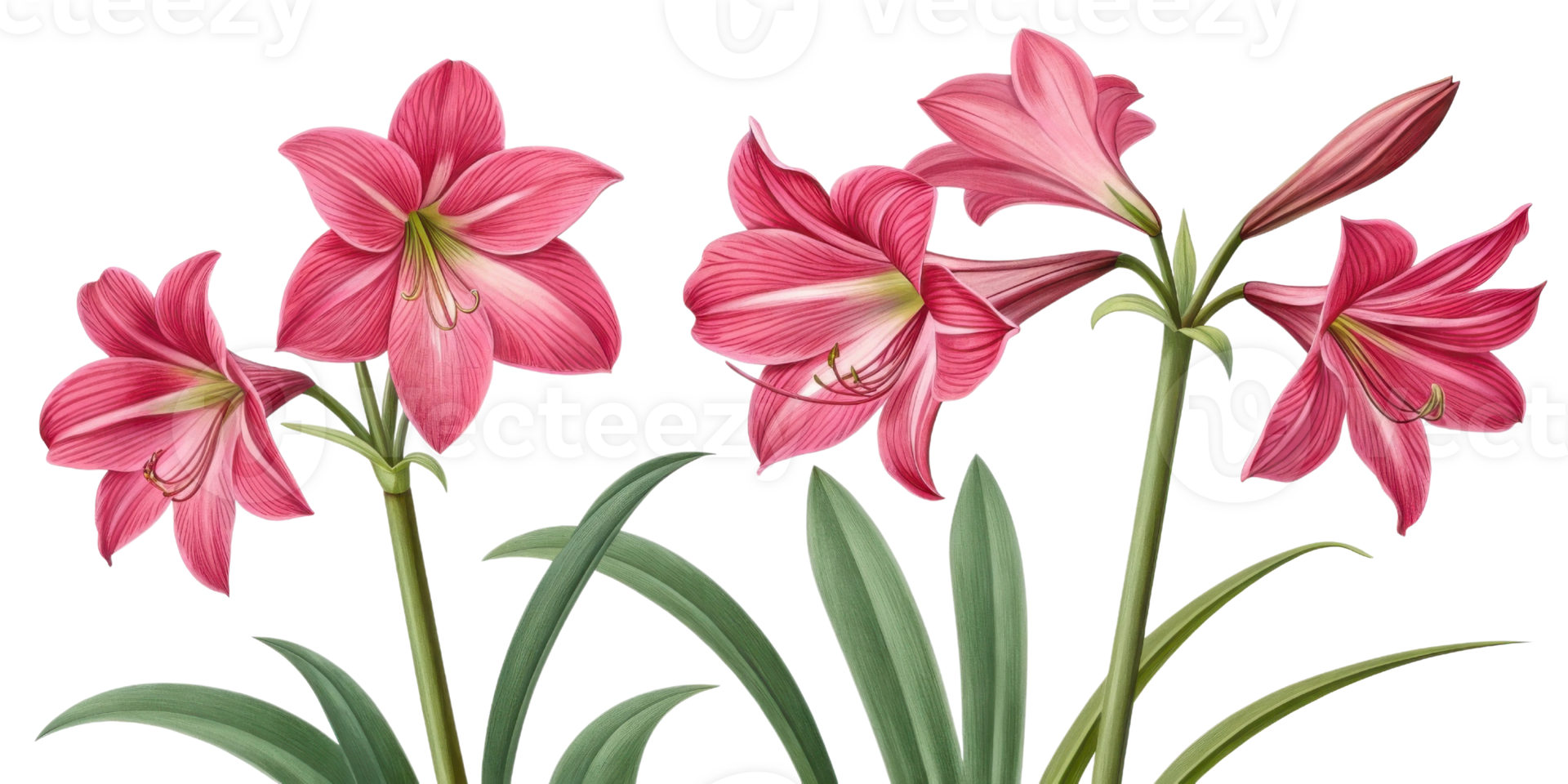 Amaryllis flowers bloom beautifully with vibrant pink petals and lush green leaves creating stunning display of nature elegance png