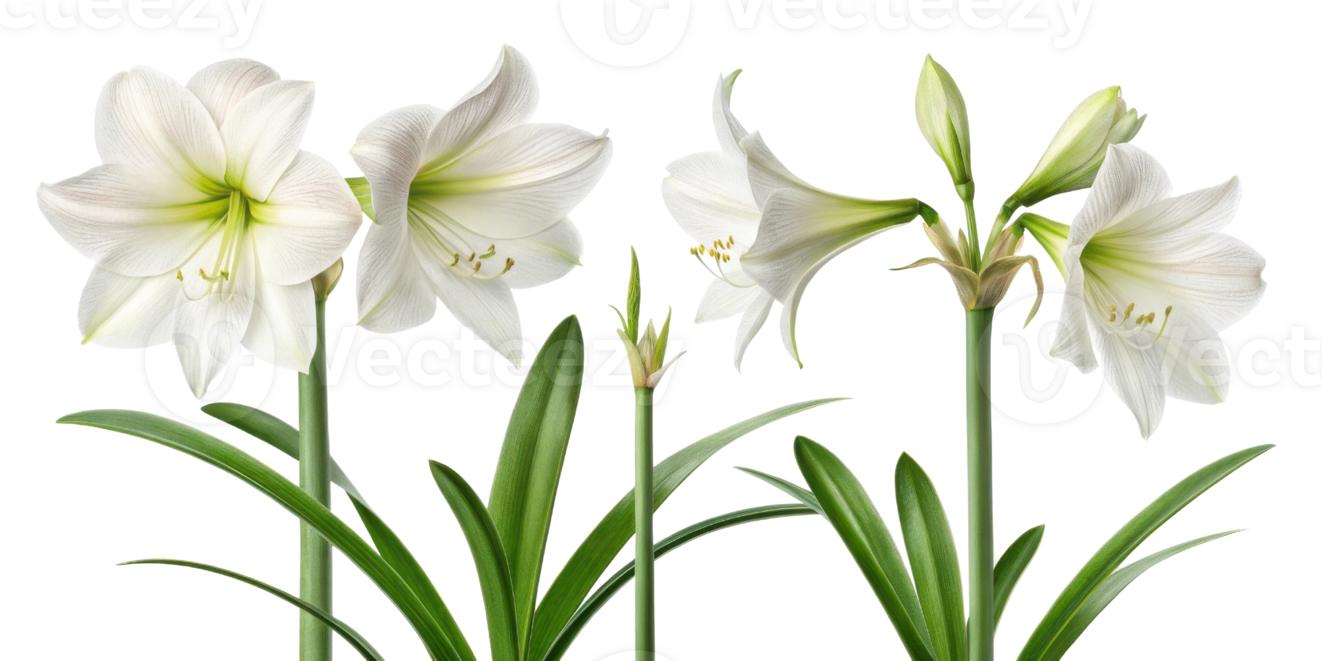 Amaryllis flowers bloom beautifully with elegant petals and vibrant green leaves creating stunning display of nature artistry png