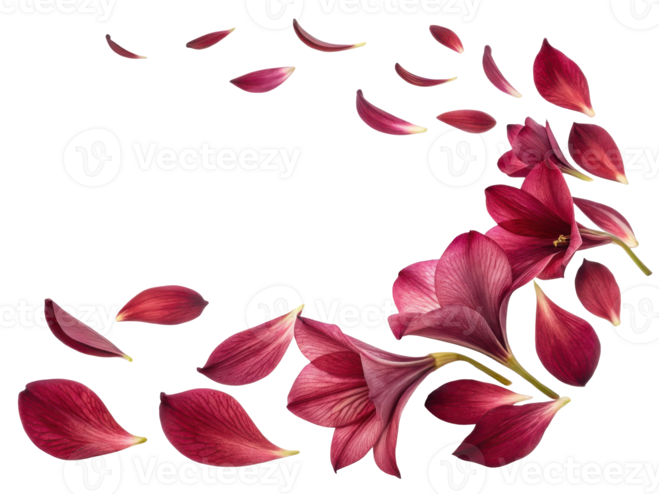 Beautiful amaryllis flowers with delicate petals create stunning visual display as they gracefully fall png