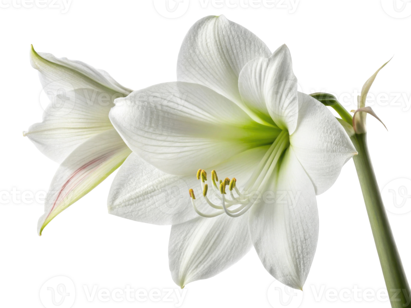 Beautiful amaryllis flower blooms gracefully showcasing its delicate petals and vibrant colors png