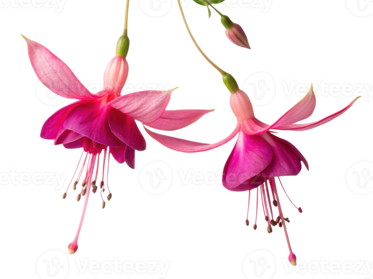 Beautiful begonia flowers bloom gracefully, showcasing vibrant pink petals that captivate heart and brighten any space png