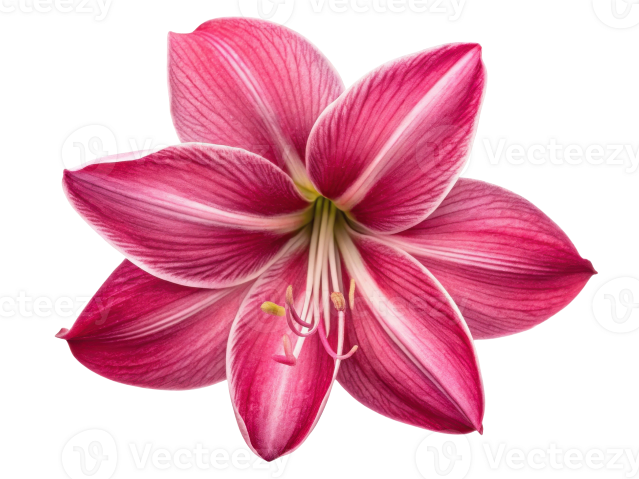 vibrant amaryllis flower showcases stunning pink petals with delicate white stripes creating captivating visual appeal png