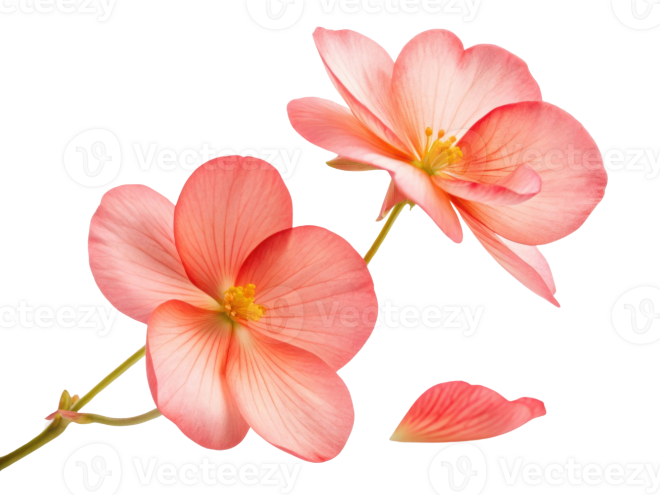 Beautiful begonia flowers bloom gracefully, showcasing delicate petals in soft pink hues that evoke sense of tranquility and joy png