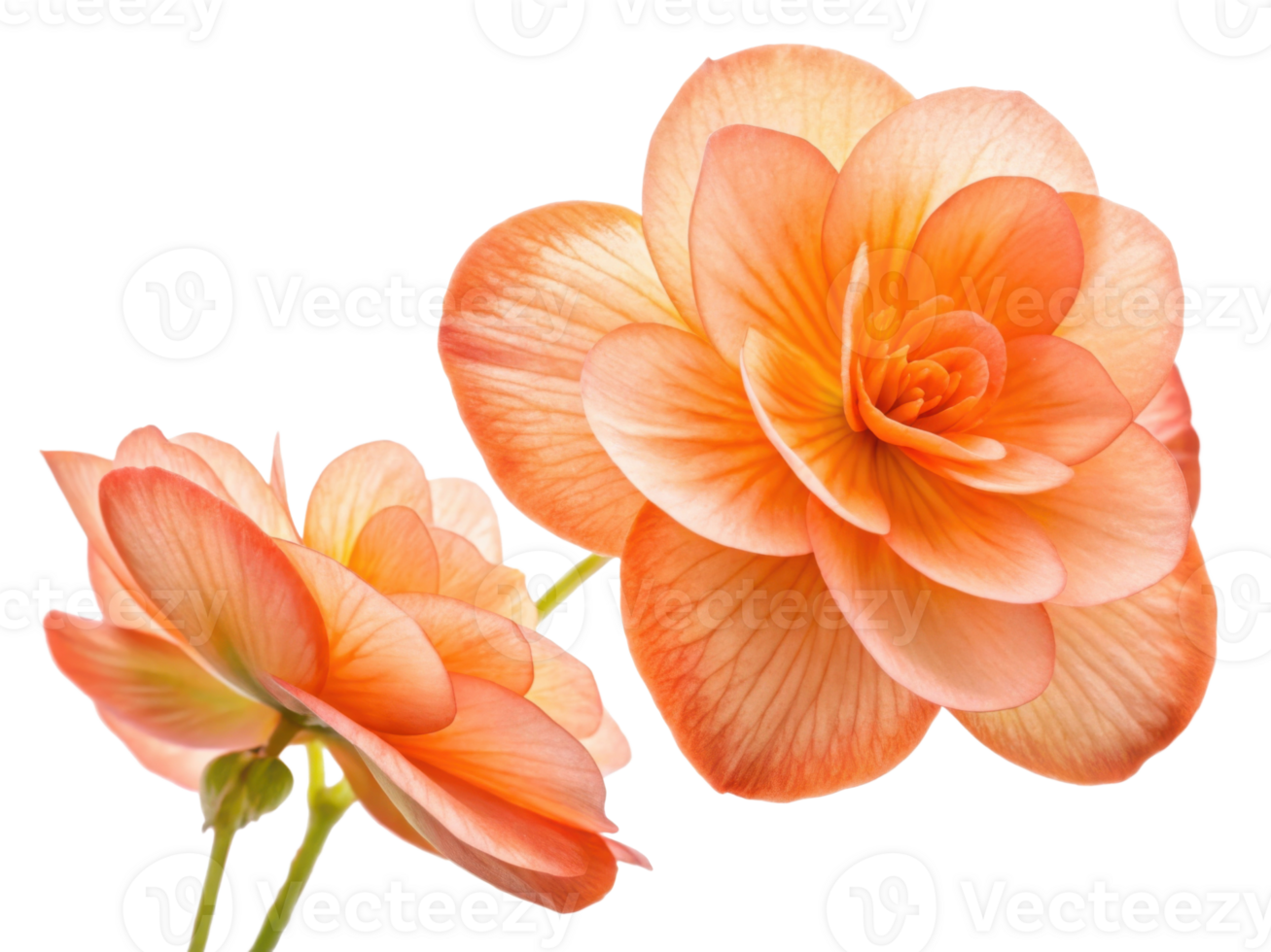 Beautiful begonia flowers bloom in soft shades of peach and orange, showcasing delicate petals that create stunning visual display png