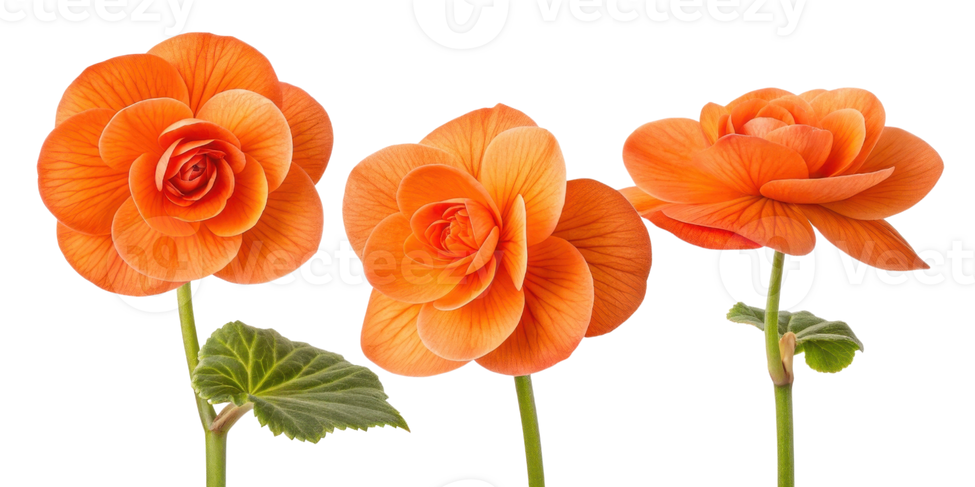 Beautiful begonia flowers bloom in vibrant orange hues showcasing their delicate petals and lush green leaves png