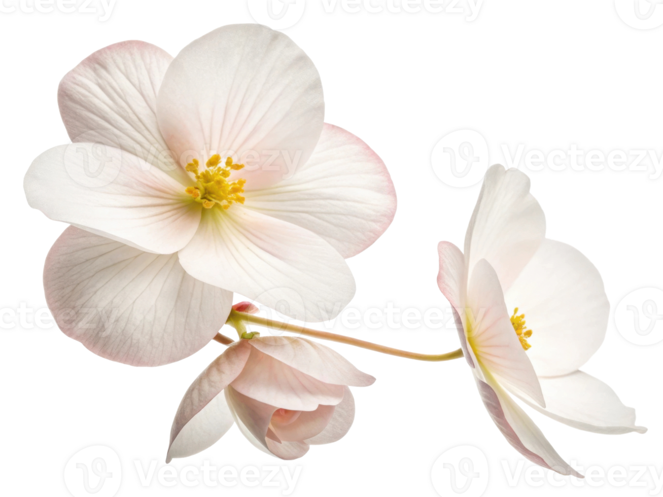 Beautiful begonia flowers bloom gracefully, showcasing delicate petals and vibrant colors that bring joy to any garden or arrangement png