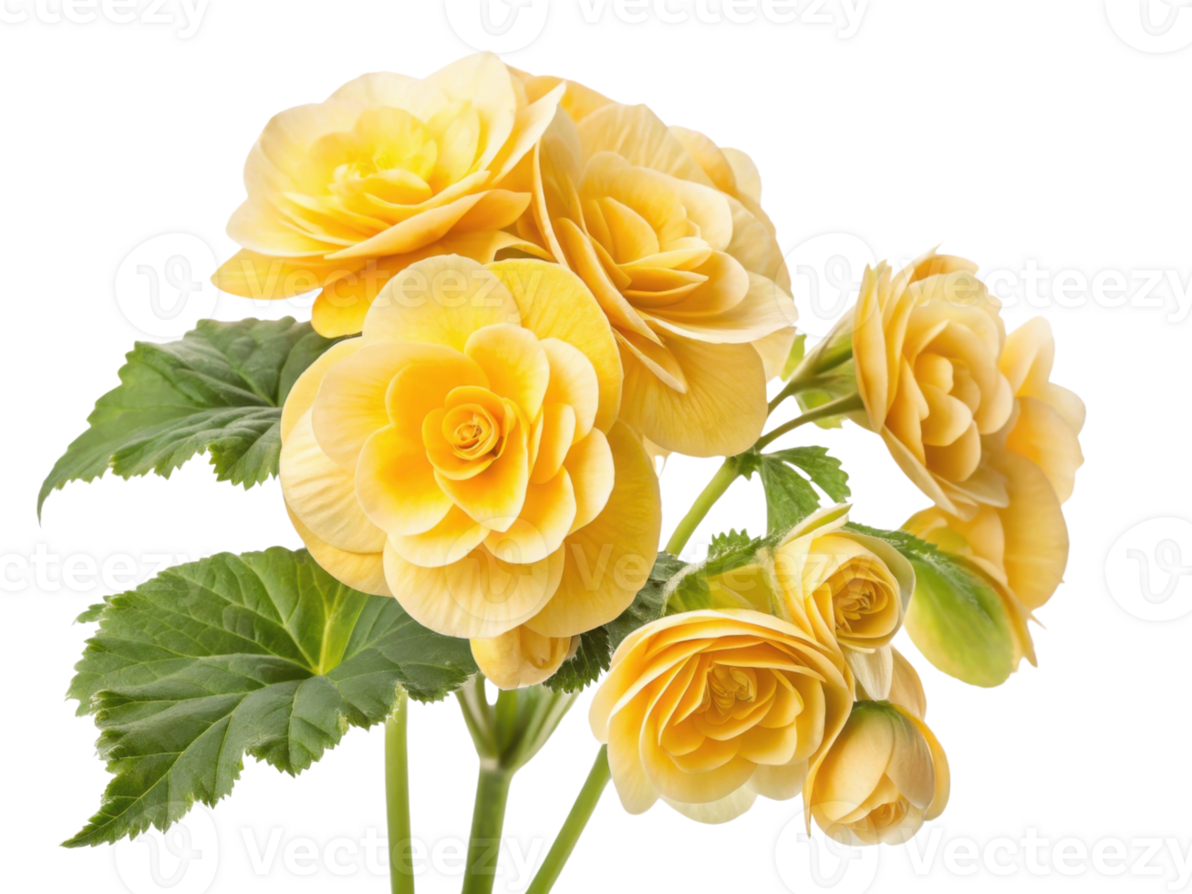 Beautiful yellow begonia flowers bloom gracefully, showcasing their delicate petals and vibrant color, perfect for brightening any space png