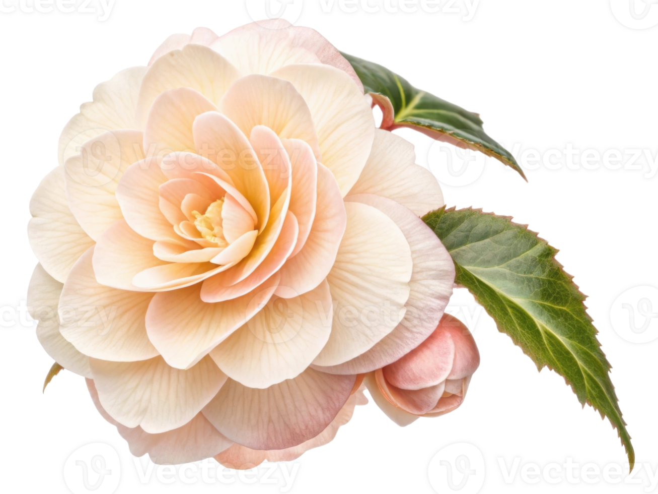 beautiful begonia flower showcases delicate petals in soft pastel hues, radiating elegance and charm in any garden setting png