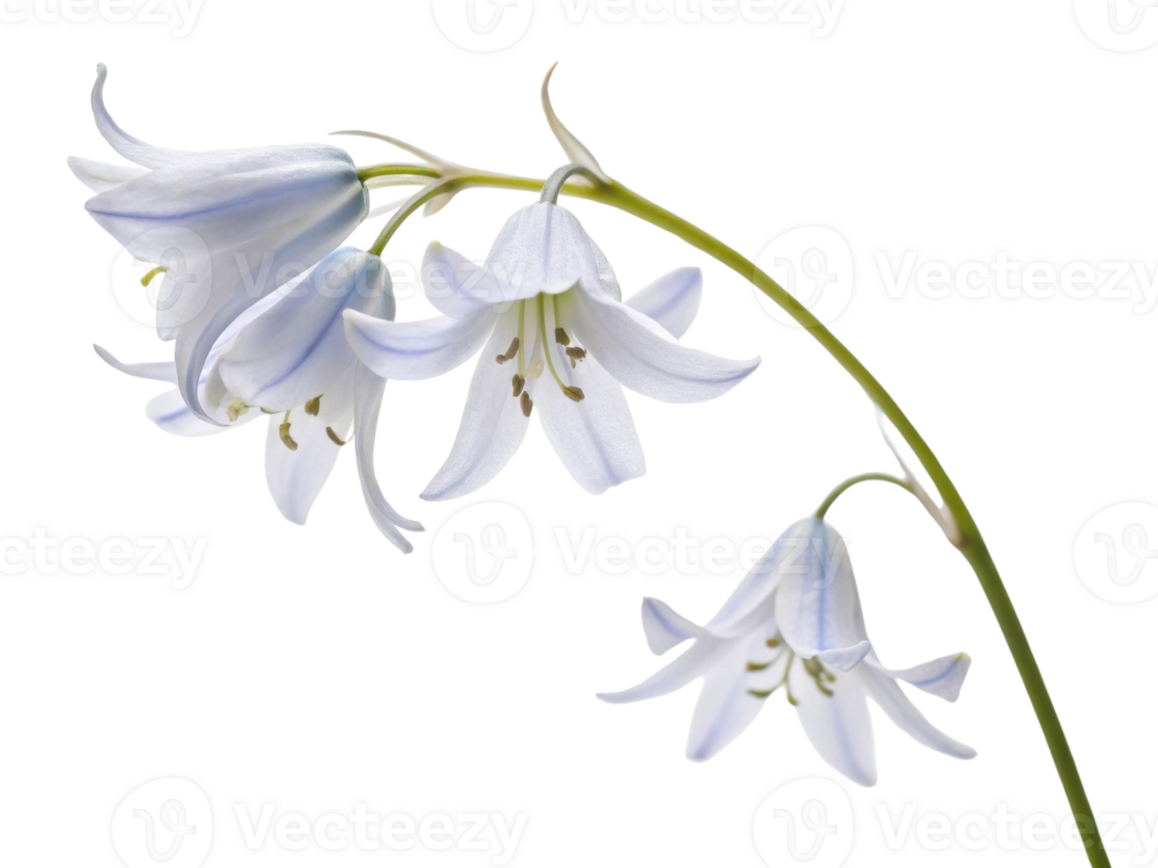 Delicate bluebell flowers bloom gracefully, showcasing their soft blue hues and intricate petals in serene display of nature beauty png