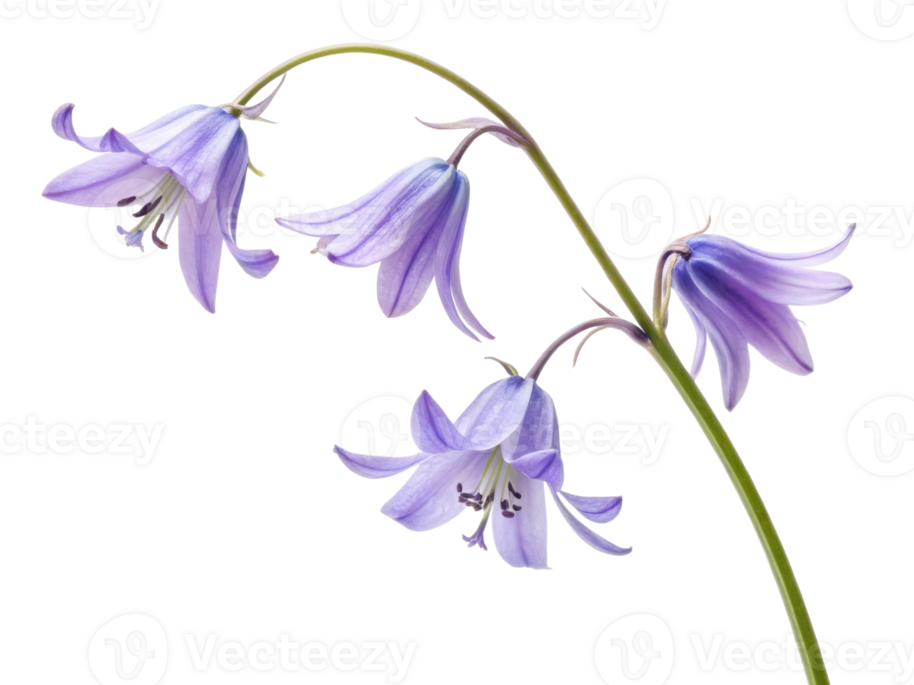 Delicate bluebell flowers bloom gracefully, showcasing their soft purple hues and elegant petals in serene display of nature beauty png