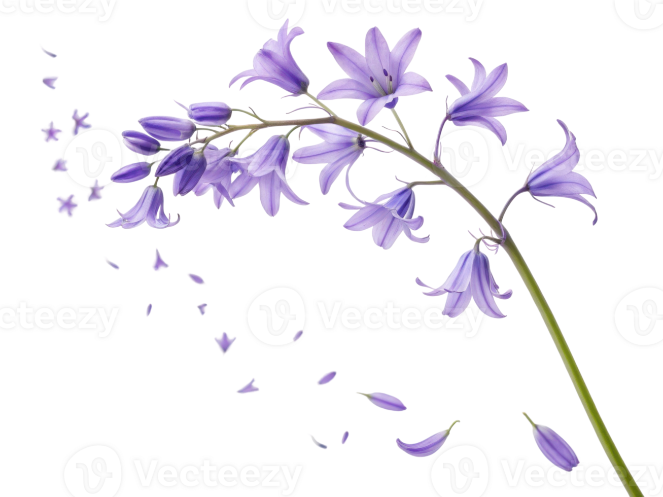 delicate bluebell flower gracefully sways in breeze, showcasing its vibrant purple petals and enchanting beauty png