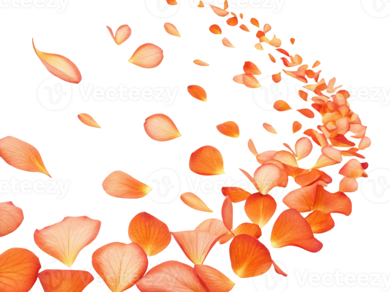 Beautiful begonia flower petals create vibrant swirl of color, evoking sense of elegance and natural beauty png