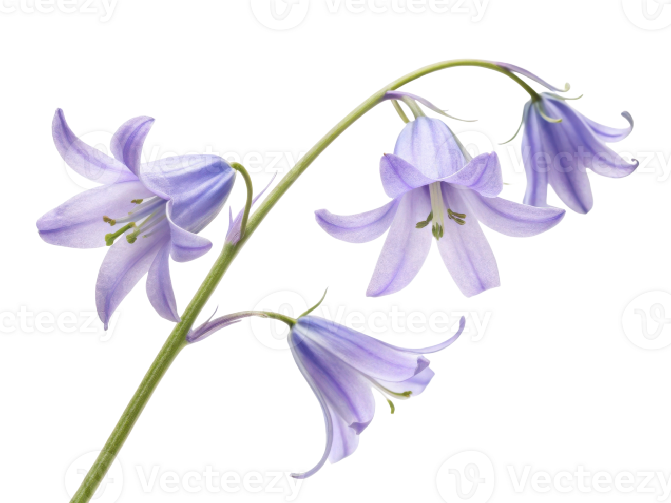 Delicate bluebell flowers bloom gracefully, showcasing their soft lavender hues and elegant petals in serene display of nature beauty png